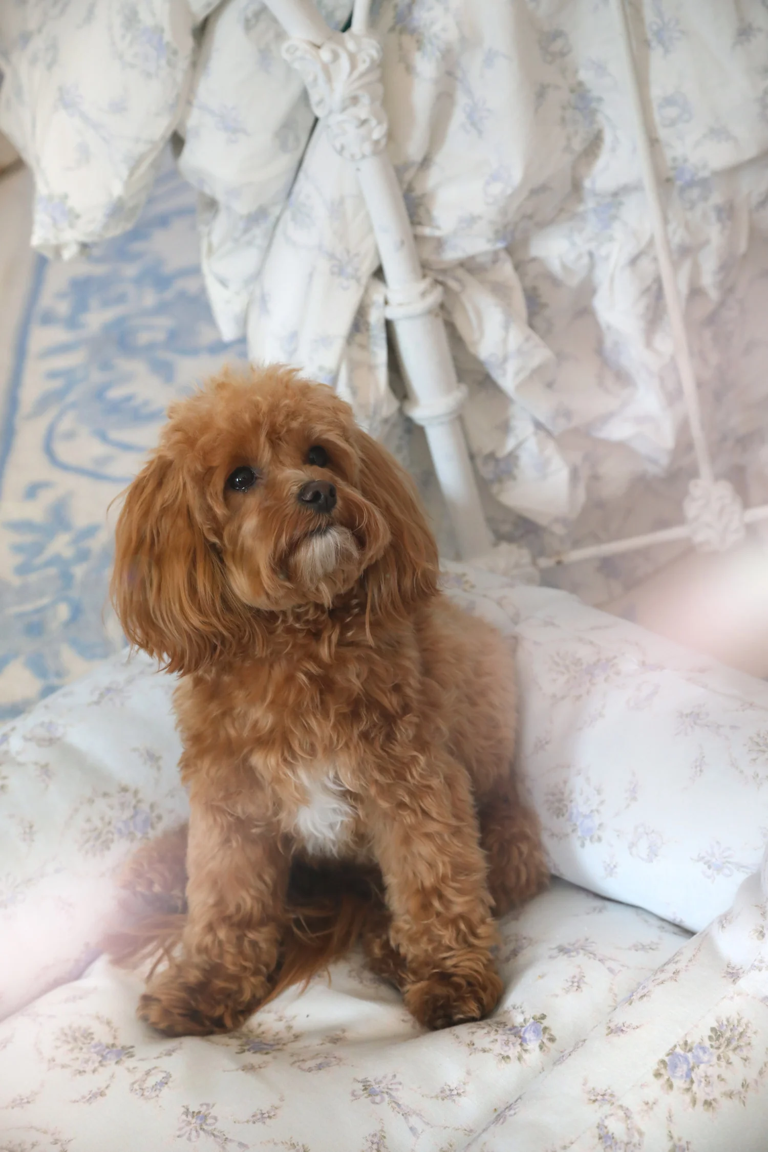 Printed Dog Bed - Image 17