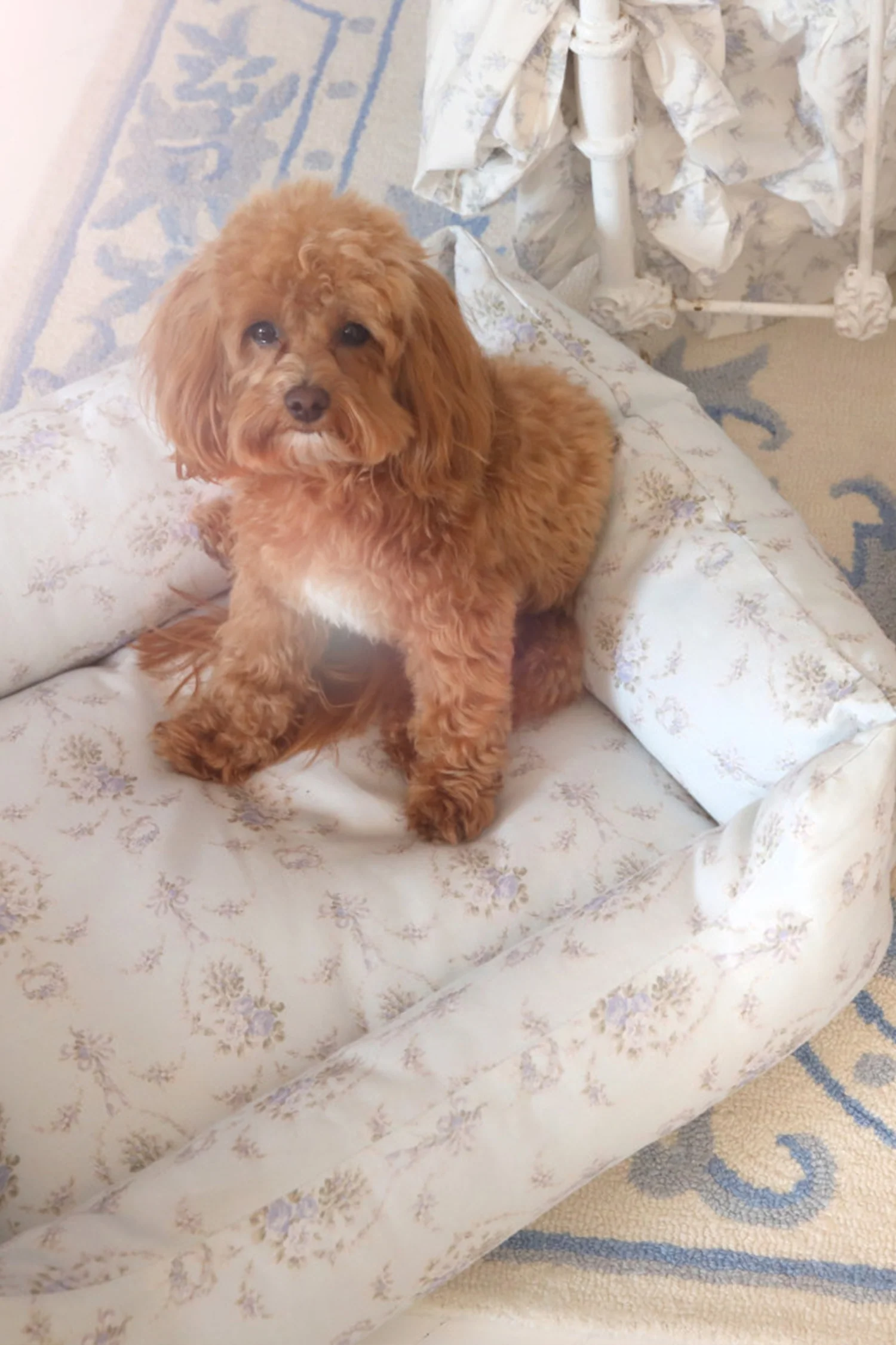 Printed Dog Bed - Image 18